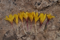 Variation in 'Colchicum luteum'