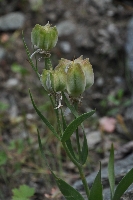 Seed pod of 'Fritllaria bucharica'