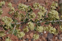 Atraphaxis pyrifolia