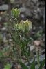 <em>Seed pod of</em> 'Fritllaria bucharica'