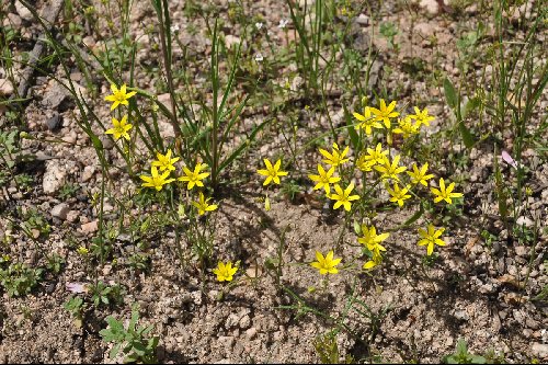 Gagea gageoides