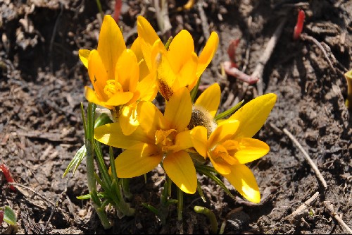Crocus korolkowii