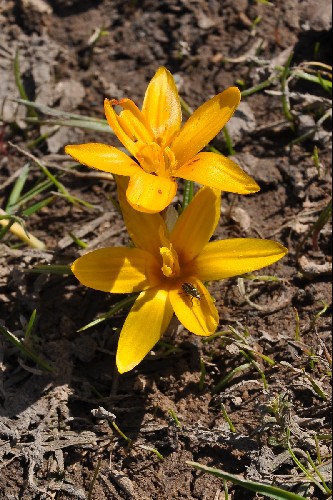Crocus korolkowii