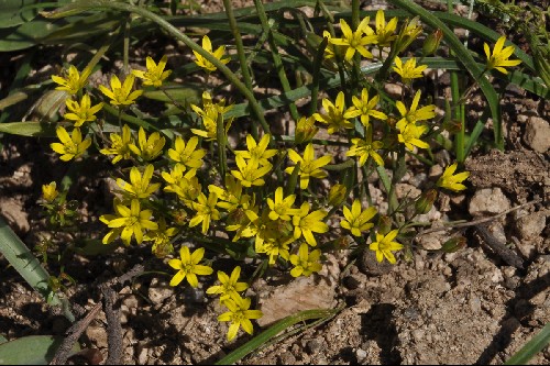 Gagea gageoides