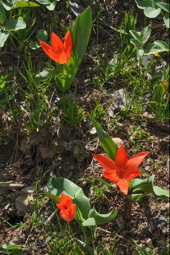 Tulipa praestans