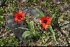<em>Tulipa carinata</em>