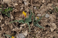 Tulipa anisophylla