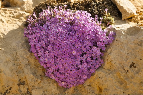 dionysia-mozaffarianii-alpine-garden-society