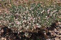 Astragalus glaucanthos