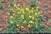 <em>Bongardia chrysogonum</em>