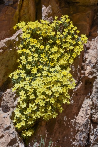 dionysia-revoluta-alpine-garden-society