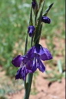 Gladiolus autroviolaceus
