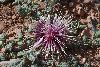 <em>Centaurea isphanica subsp. isphanica</em>