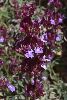 <em>Salvia multicaulis</em>