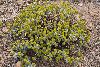 <em>Euphorbia szovitsii</em>