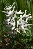 <em>Corydalis angustifolia</em>