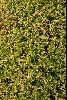 <em>Euphorbia acanthothamnos</em>