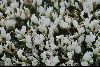 <em>Astragalus angustifolius</em>