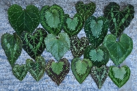 Leaf form variation 'Cyclamen graecum'
