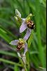 <em>Ophrys apifera</em>