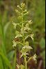 <em>Platanthera chlorantha</em>