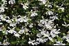 <em>Lobelia angulata</em>