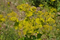 Smyrnium perfoliatum subsp. rotundifolium