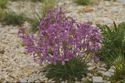 Matthiola fruticulosa subsp. valesiaca