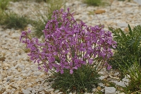 Matthiola fruticulosa subsp. valesiaca