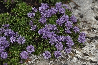 Globularia cordifolia