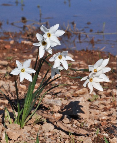 Narcissus serotinus Alpine Garden Society
