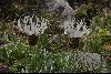 <em>Centaurea pindicola</em>