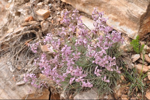 Matthiola fruticulosa subsp. valesiaca