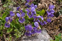 Viola alba