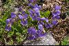 <em>Viola alba</em>