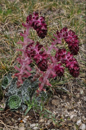 Saxifraga federici-augusti subsp. grisebachii