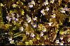 <em>Pinguicula crystallina subsp. hirtiflora</em>