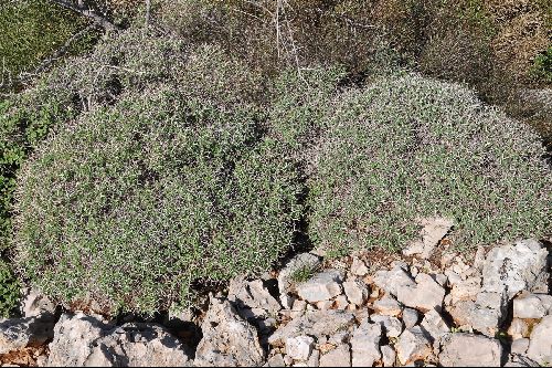 Euphorbia acanthothamnos