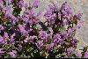 <em>Lamium garganicum subsp. laevigatum</em>