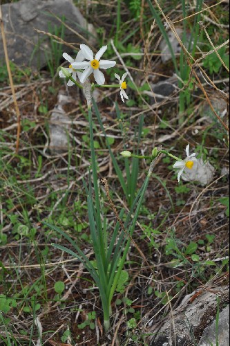 Narcissus tazetta