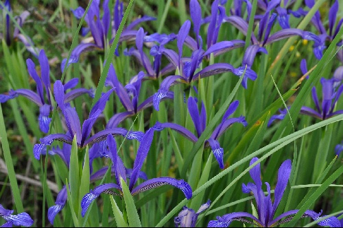 Iris sintenisii