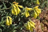Onosma heterophylla
