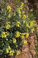 Onosma heterophylla