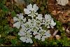 <em>Orlaya grandiflora</em>
