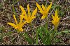 <em>Sternbergia lutea</em>
