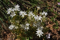 Stellaria pungens