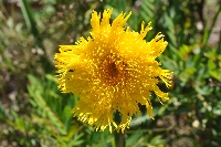 Podolepis jaceoides