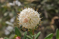 Pimelea ligustrina subsp. ciliata