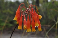Blandfordia nobilis
