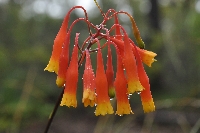 Blandfordia nobilis
